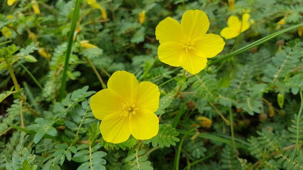 extracto de raíz de tribulus en Feronex